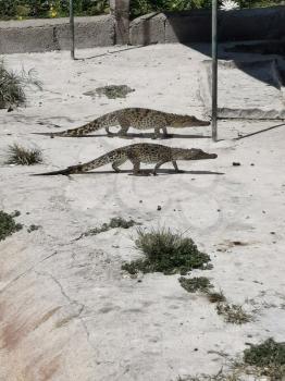 Cuban crocodiles resting, waiting for food in the breeding farm