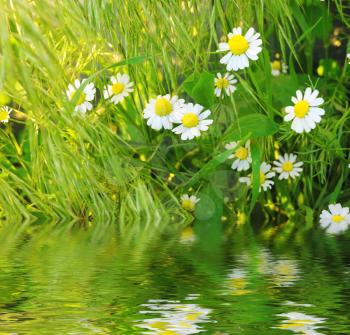Daisies in fresh green grass near pond