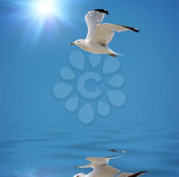 flying seagull in the clear blue sky