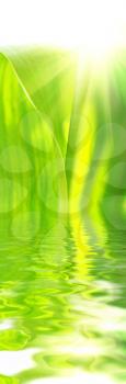 macro of the beautyful green leaves and reflection in water