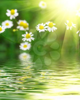 Royalty Free Photo of Daisies Beside the Water