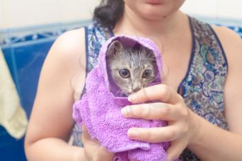 Kitten in hands after bath - wet cat in a towel after bath