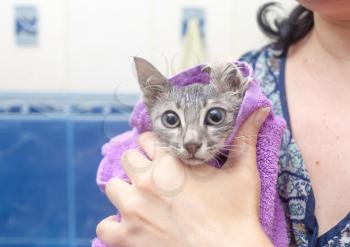 Kitten in hands  - wet cat in a towel after bath