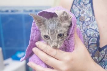 Cat in hand - wet cat in a towel after bath