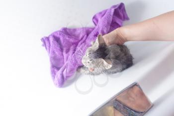 Kitten in bath- wet cat in a towel after bath