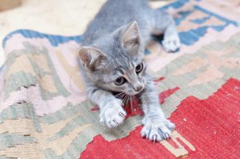 Grey kitten playing and grabbing at the carpet