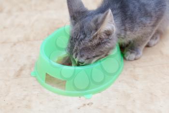 kitten eating from bowl closeup