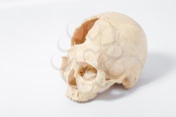 Side view of human skull on white
