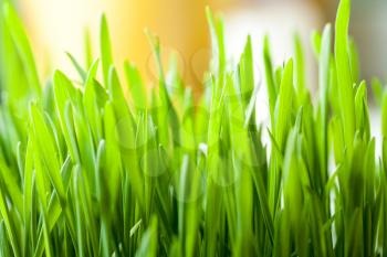 fresh grass indoor as background with copyspace