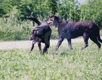 Two Dogs play outdoor colorized