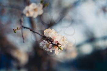 Twig with cherry flowers in spring
