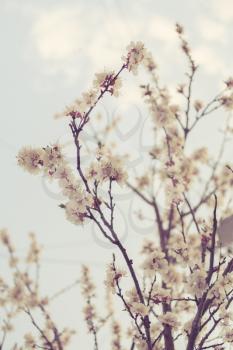Blossom of the cherry against spring sky