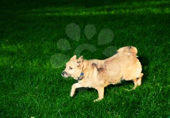 Old dog on green grass