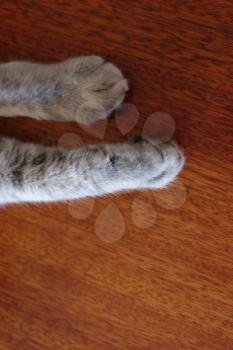 Cats paw on copyspace brown background