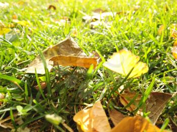 Fallen foliage lies on green grass in autumn forest, copyspace on top