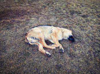Dog sleeping in auumnal garden on drying grass. Brown street dog sleeping or maybe dead.