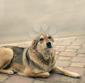 Sad homeless stray dog is resting on pavement looking at camera. There is a lack of animal shelters in Russia.