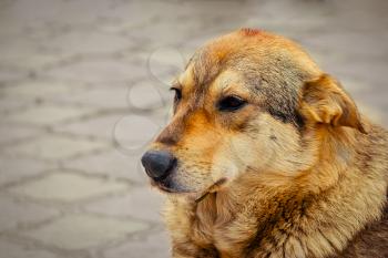 Stray dog need adoption or go to animal shelter. Head of the sad homeless dog, copyspace.