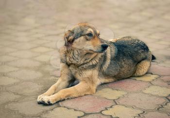 Stray dog, homeless animal is lying on pavement. Hungry mongrel resting alone. Pet need adoption. Strays are an issue in Russia now after implementing the new Animal-protection act.