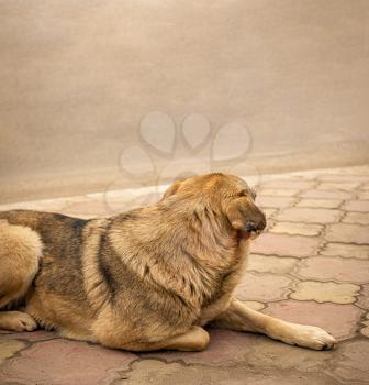 Stray dog is resting on pavement looking away camera. Hungry mongrel alone. Homeless doggy. Copy-space.