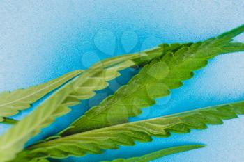 Fresh leaves of hemp weed on light blue background, macro image. Shot with copyspace.