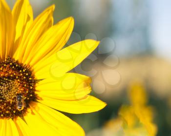 Bee on sunflower rural background macro shot