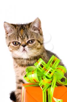 Royalty Free Photo of a Kitten in Front of a Present