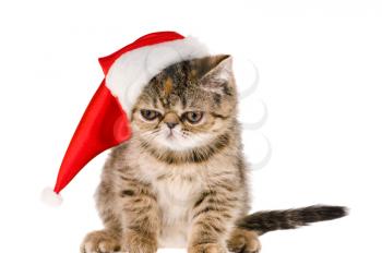 Royalty Free Photo of a Kitten Wearing a Santa Hat
