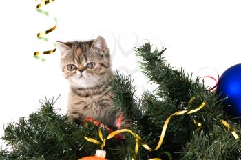 Royalty Free Photo of a Kitten in a Christmas Tree