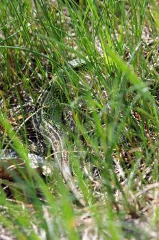 Royalty Free Photo of a Lizard in the Grass