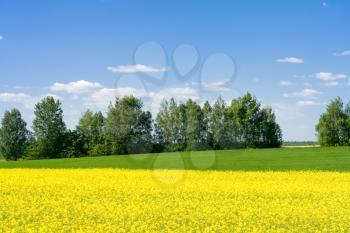 Royalty Free Photo of a Rural Meadow