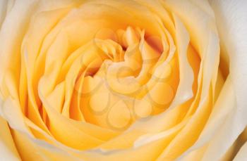 Royalty Free Photo of a Yellow Rose
