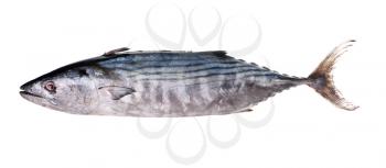 big tuna isolated on white background