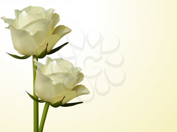 Royalty Free Clipart Image of Ivory Roses