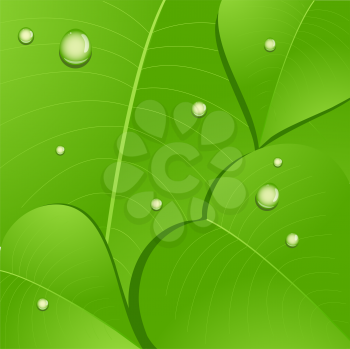 Royalty Free Clipart Image of a Close-up of a Leaf With Water Droplets
