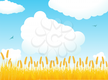 Royalty Free Clipart Image of a Field of Corn