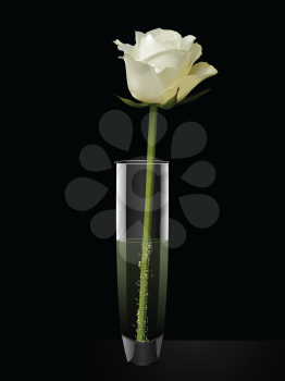 Detailed white rose in a glass vase on a black background,