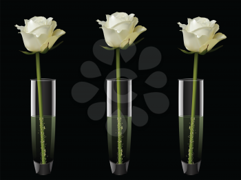 Single white roses in three glass vases on a black background