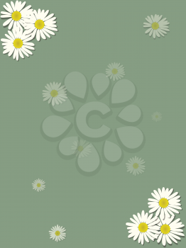 Vintage Green Background Blank Copy Space Sheet Decorated With Seasonal White Chamomile Flowers