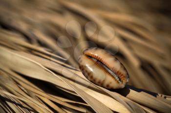 Royalty Free Photo of a Shell on the Dried Leaves of Palm Trees