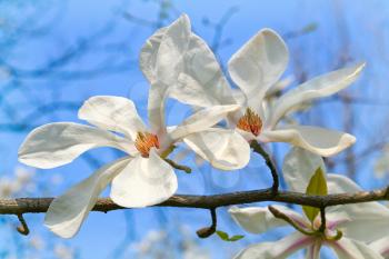 Royalty Free Photo of a Magnolia Branch Against the Blue Sky