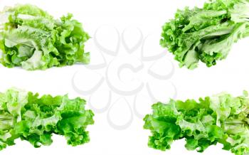 Royalty Free Photo of a Set of Lettuce