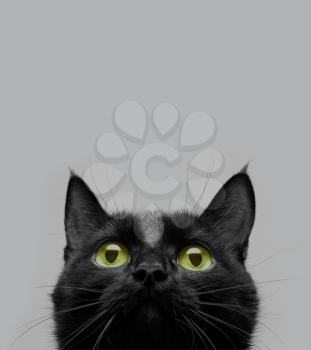 Royalty Free Photo of a Black Cat