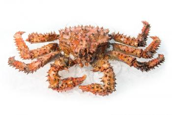 The King crab on a white ice background