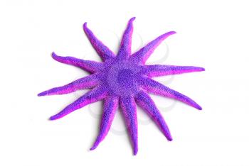 Purple starfish isolated on a white background for design