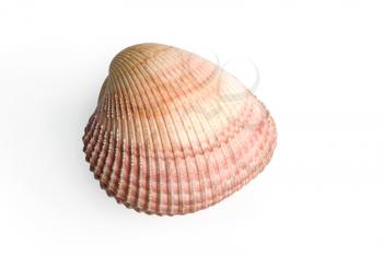 Royalty Free Photo of a Sea Shell