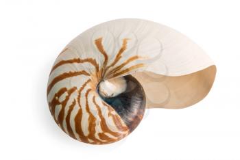 sea shell isolated over a white background for design