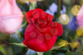 Royalty Free Photo of Roses