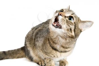 Royalty Free Photo of a Cat Hissing