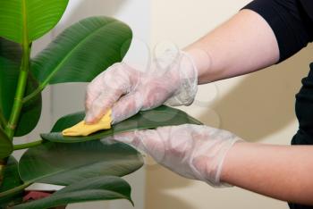 Royalty Free Photo of a Woman Wearing Gloves Cleaning a Plant